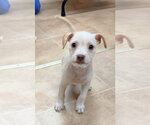Small Chihuahua Mix