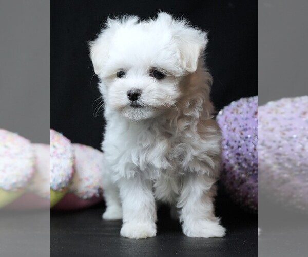 Medium Photo #7 Maltese Puppy For Sale in ROCK VALLEY, IA, USA