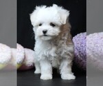 Small #6 Maltese
