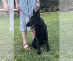Small #4 German Shepherd Dog