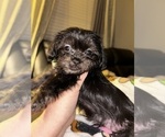 Puppy 4 Shih Tzu-YorkiePoo Mix