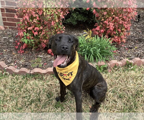 Medium Photo #2 Mutt Puppy For Sale in Euless, TX, USA