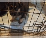 Small Photo #12 German Shepherd Dog Puppy For Sale in BRILLIANT, OH, USA
