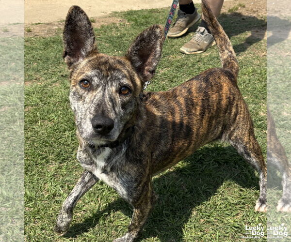 Medium Photo #1 Mutt Puppy For Sale in Washington, DC, USA