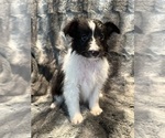 Puppy BiBlack Male Shetland Sheepdog