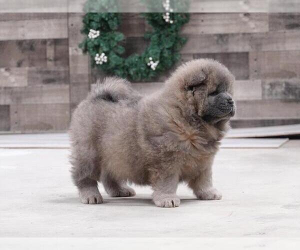Medium Photo #1 Chow Chow Puppy For Sale in HONEY BROOK, PA, USA