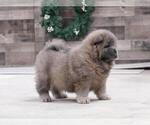 Small Photo #1 Chow Chow Puppy For Sale in HONEY BROOK, PA, USA