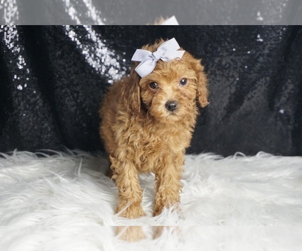 Medium Photo #4 Poodle (Toy) Puppy For Sale in WARSAW, IN, USA