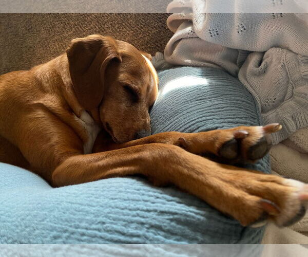 Medium Photo #3 Italian Greyhound-Unknown Mix Puppy For Sale in Uwchlan, PA, USA