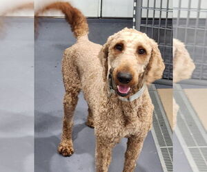 Golden Retriever Dogs for adoption in Walnutport, PA, USA