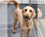 Small Golden Retriever