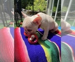 Small #7 Faux Frenchbo Bulldog