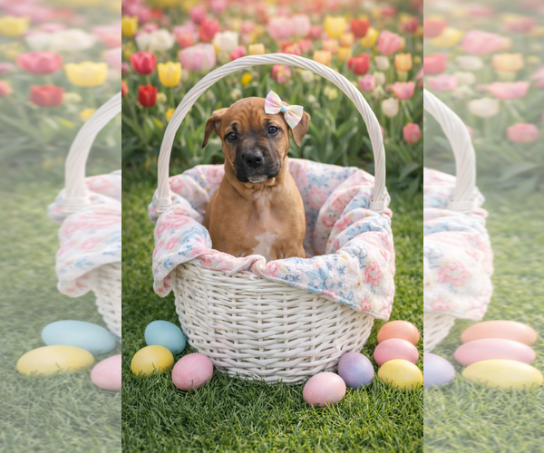 Medium Photo #4 Mutt Puppy For Sale in Euless, TX, USA