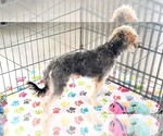 Small #2 Morkie