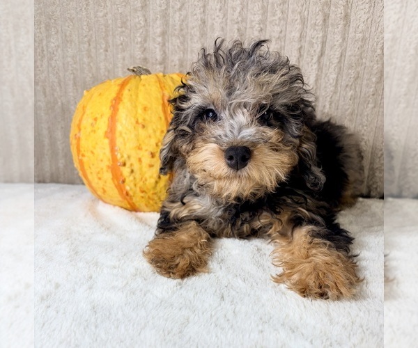 Medium Photo #4 Bernedoodle (Miniature) (+ Poodle Miniature) Puppy For Sale in INDIANAPOLIS, IN, USA
