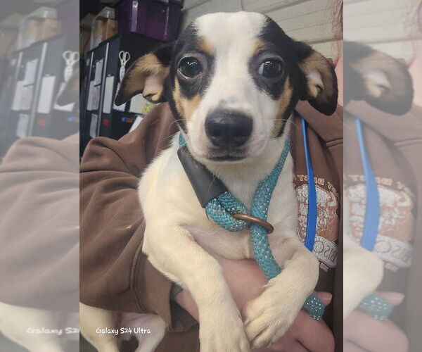 Medium Photo #2 Chiweenie Puppy For Sale in Foristell, MO, USA