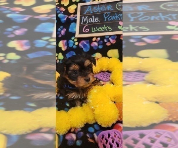 Medium Photo #112 Yorkshire Terrier Puppy For Sale in AKRON, OH, USA
