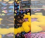 Small Photo #112 Yorkshire Terrier Puppy For Sale in AKRON, OH, USA