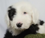 Small Photo #1 Old English Sheepdog Puppy For Sale in NAMPA, ID, USA