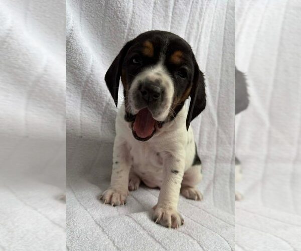 Medium Photo #10 Beagle-Unknown Mix Puppy For Sale in New York, NY, USA