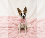 Small #1 Mutt