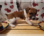 Small Photo #1 Jack Russell Terrier Puppy For Sale in LINCOLN, IL, USA