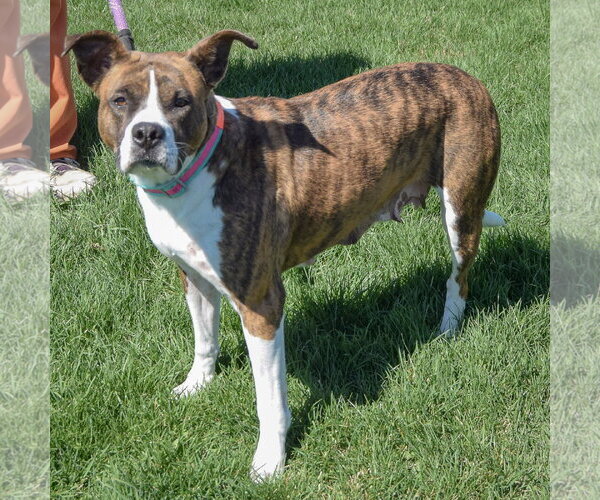 Medium Photo #5 Bulloxer Puppy For Sale in Huntley, IL, USA