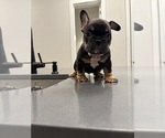 Small Photo #16 French Bulldog Puppy For Sale in ATLANTA, GA, USA