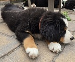 Small Photo #23 Bernese Mountain Dog Puppy For Sale in SALMON, ID, USA