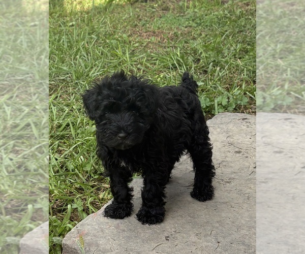 Medium Photo #3 Schnauzer (Miniature) Puppy For Sale in CATSKILL, NY, USA