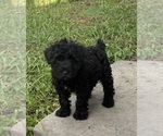 Litter of 6 - Male(s) and Female(s) Schnauzer (Miniature)Litter of Puppies for Sale - Photo #3