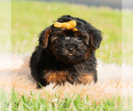 Small Photo #12 Maltipoo (Toy) Puppy For Sale in WARSAW, IN, USA