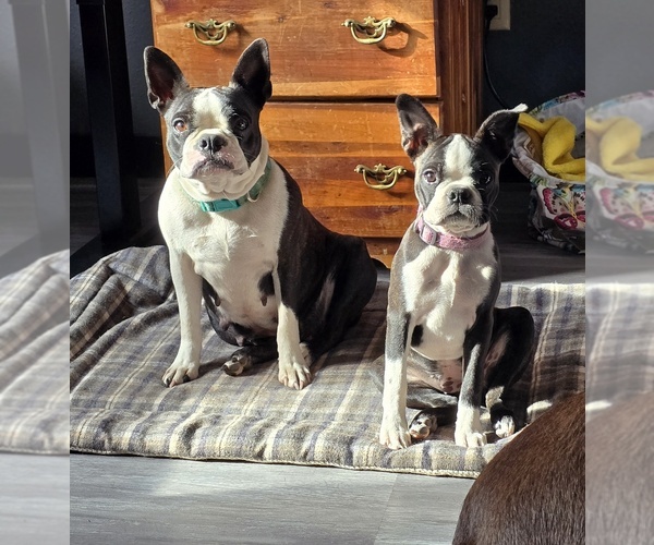 Medium Photo #1 Boston Terrier Puppy For Sale in HENNING, MN, USA