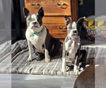 Small Photo #1 Boston Terrier Puppy For Sale in HENNING, MN, USA