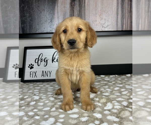 Medium Photo #4 Golden Retriever Puppy For Sale in INDIANAPOLIS, IN, USA