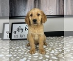 Small #3 Golden Retriever
