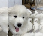 Puppy 2 Samoyed