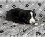 Small Photo #24 Australian Shepherd Puppy For Sale in SALISBURY, NC, USA