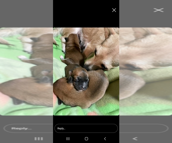 Medium Photo #1 Chihuahua-Chiweenie Mix Puppy For Sale in COLORADO SPRINGS, CO, USA