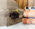 Small #11 Labrador Retriever