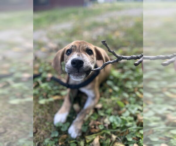 Medium Photo #6 Labrador Retriever-Plott Hound Mix Puppy For Sale in Brewster, NY, USA
