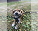Small #5 Labrador Retriever-Plott Hound Mix