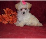 Small Photo #1 Maltese Puppy For Sale in BARNESVILLE, KS, USA
