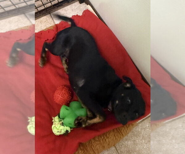 Medium Photo #2 Mutt Puppy For Sale in Osgood, IN, USA