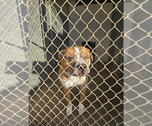 Medium American Staffordshire Terrier Mix