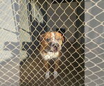 Small American Staffordshire Terrier Mix