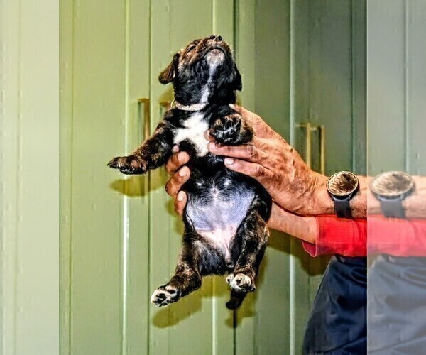Medium Photo #3 Presa Canario Puppy For Sale in PHILADELPHIA, PA, USA
