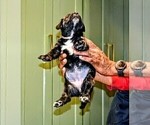 Small #2 Presa Canario