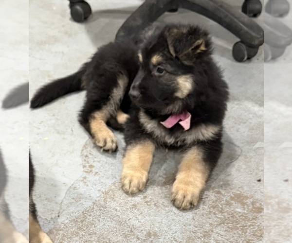 Medium Photo #7 German Shepherd Dog Puppy For Sale in BRIGHTON, CO, USA