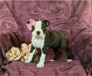 Boston Terrier Puppy for Sale in RISING SUN, Maryland USA